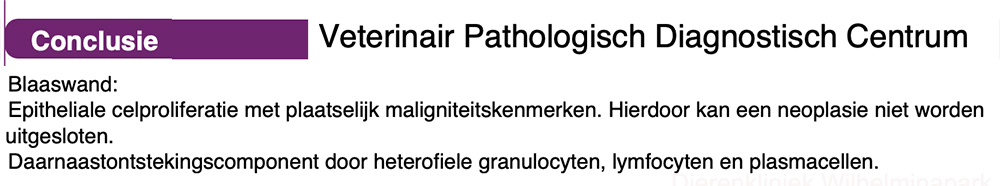 pathologie utslag